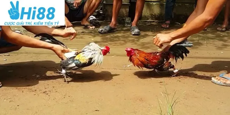 Nguồn gốc và lịch sử của gà tre Thomo